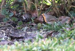 Rotkehlchen (Erithacus rubecula) und Haussperling im heimischen Garten