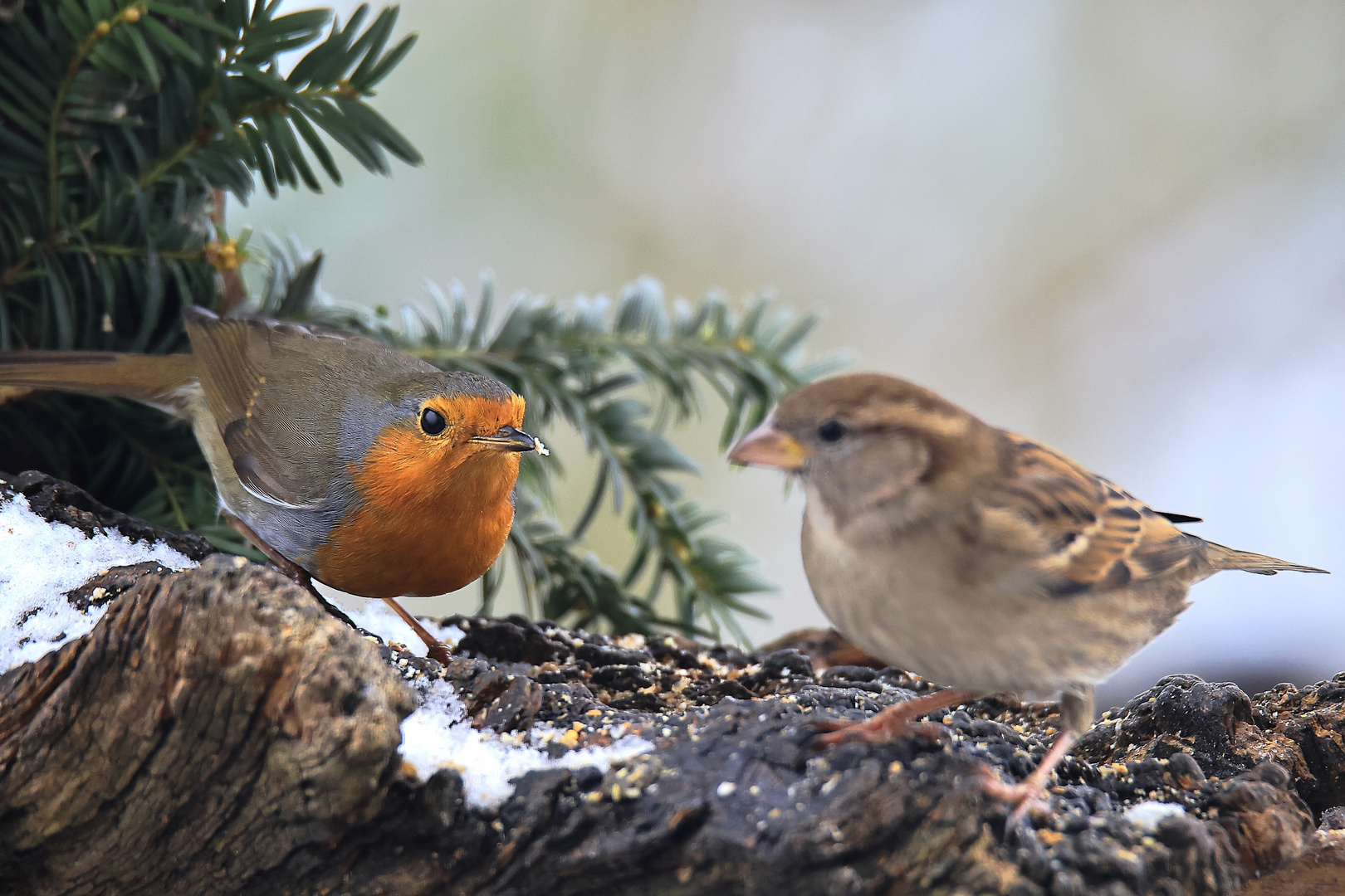 Rotkehlchen (Erithacus rubecula) und Sperling (Passer domesticus)