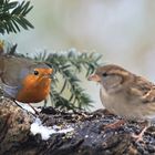 Rotkehlchen (Erithacus rubecula) und Sperling (Passer domesticus)