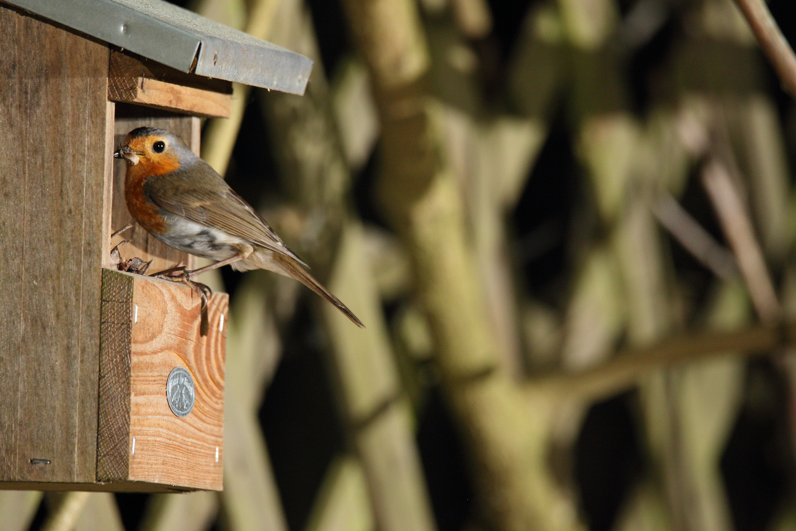 Rotkehlchen Erithacus rubecula V