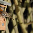 Rotkehlchen Erithacus rubecula V