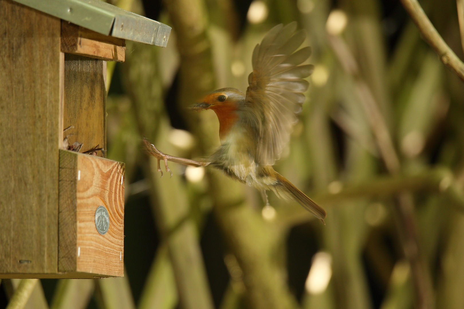 Rotkehlchen Erithacus rubecula VI