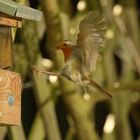 Rotkehlchen Erithacus rubecula VI