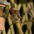 Rotkehlchen Erithacus rubecula VII