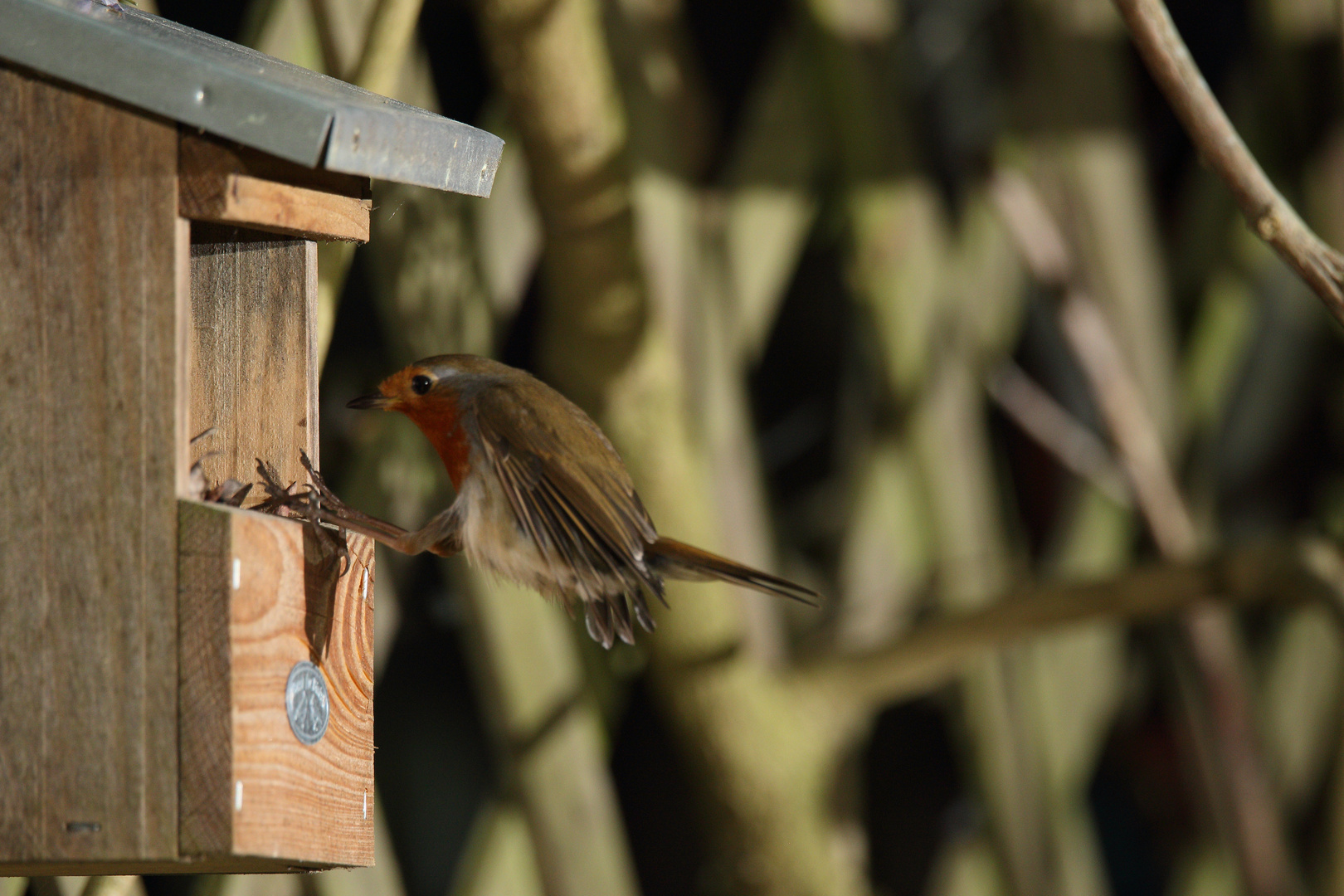 Rotkehlchen Erithacus rubecula VIII