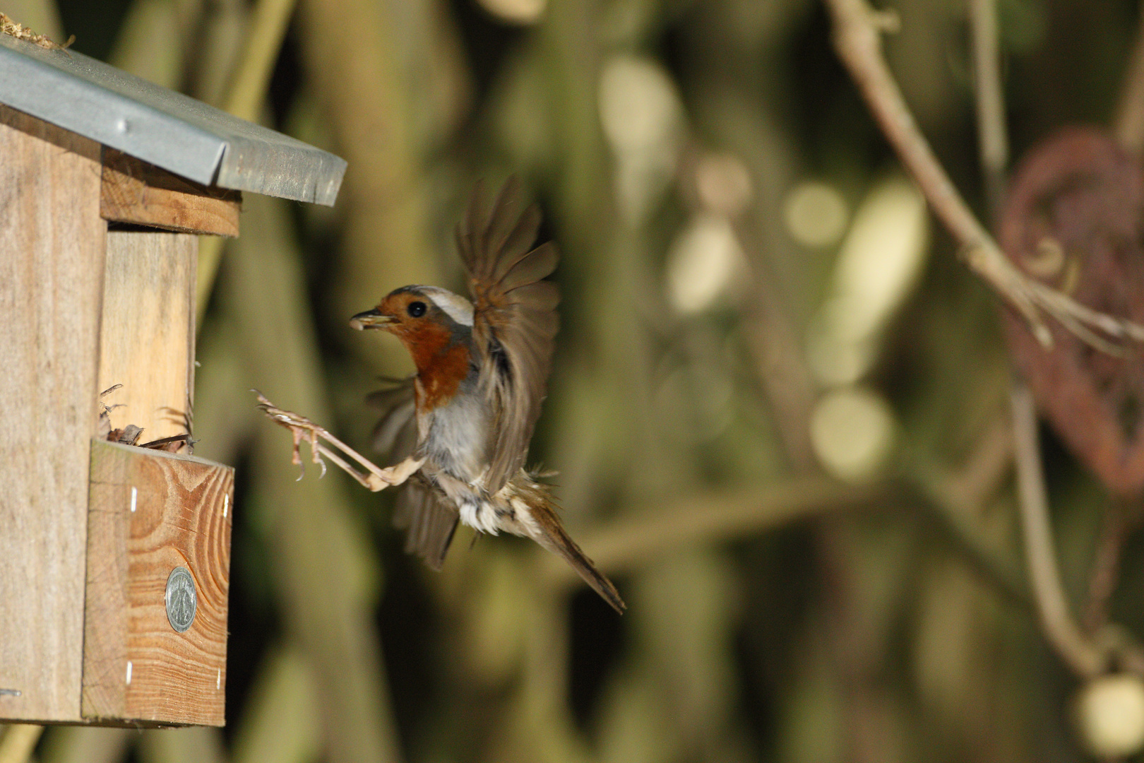 Rotkehlchen Erithacus rubecula X