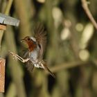 Rotkehlchen Erithacus rubecula X