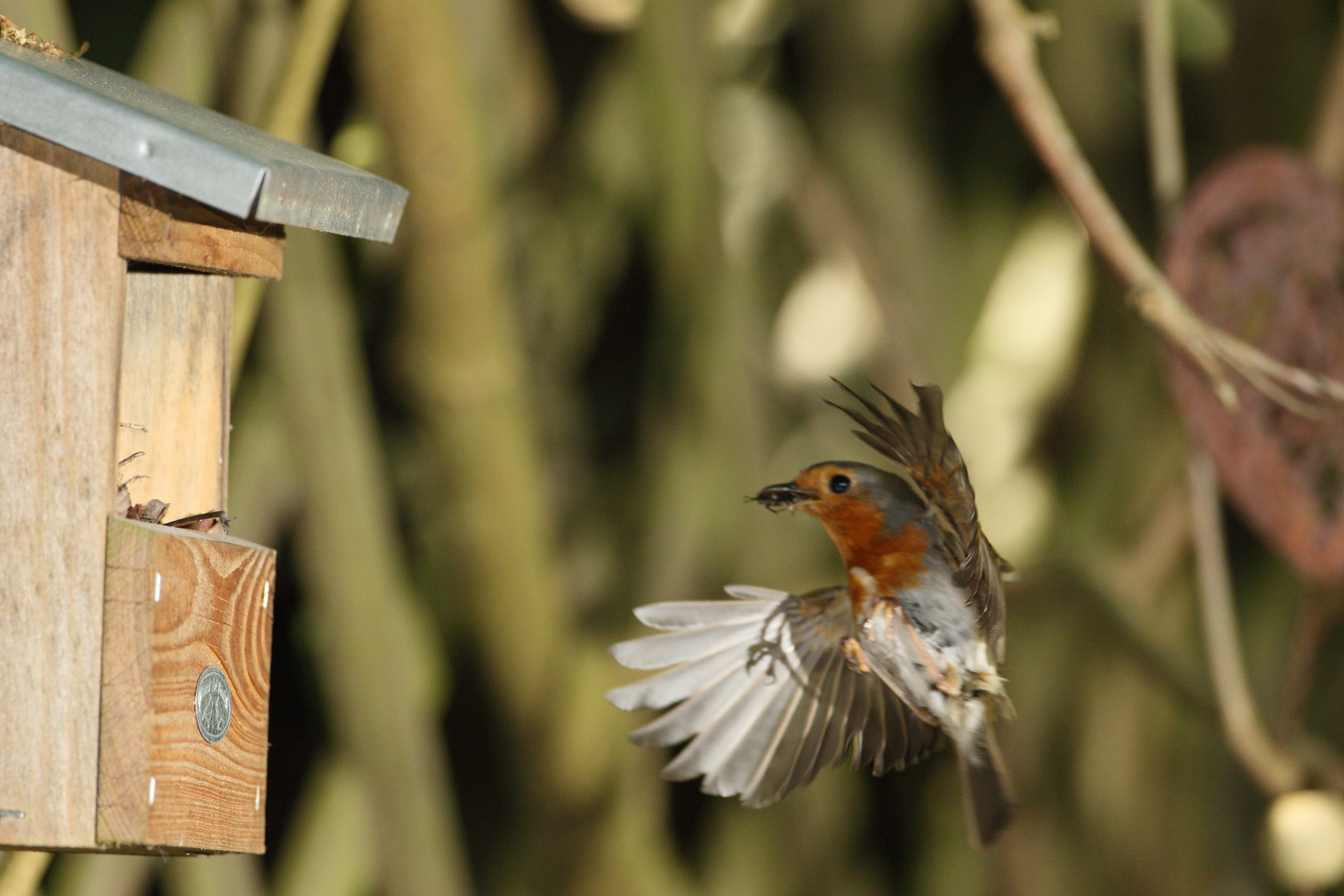 Rotkehlchen Erithacus rubecula XI