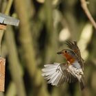 Rotkehlchen Erithacus rubecula XI