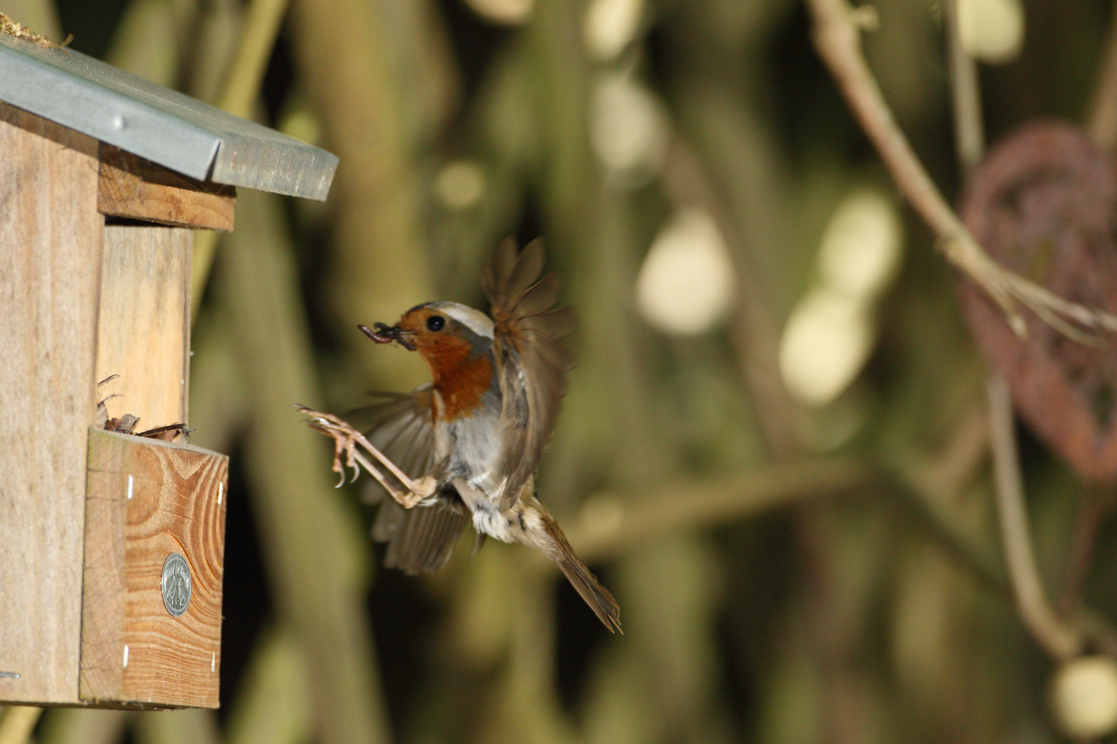 Rotkehlchen Erithacus rubecula XII