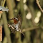 Rotkehlchen Erithacus rubecula XII