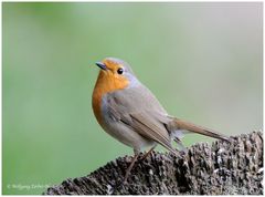 --- Rotkehlchen --- ( Erithacus rubeculs )