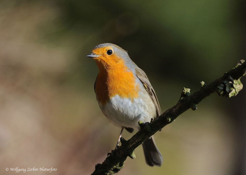 --- Rotkehlchen --- ( Erithacus rubekula )