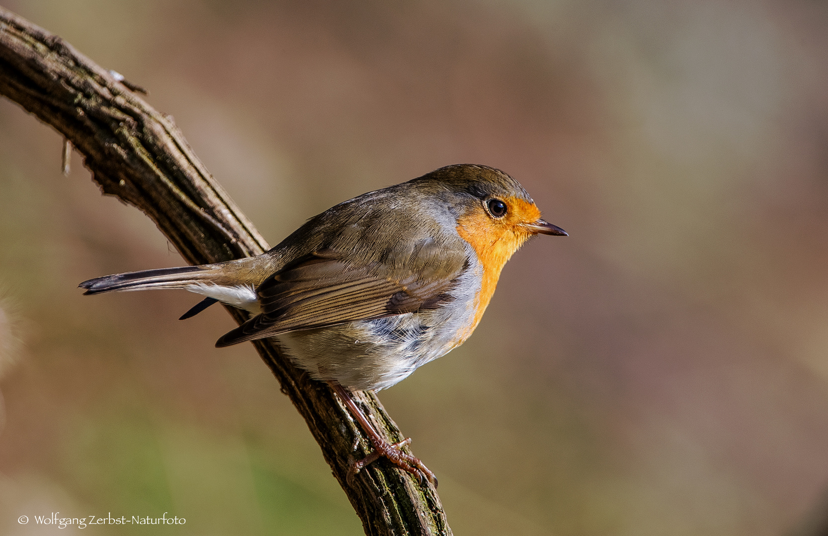   -ROTKEHLCHEN - ( Erithakus rubecula )