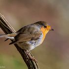   -ROTKEHLCHEN - ( Erithakus rubecula )