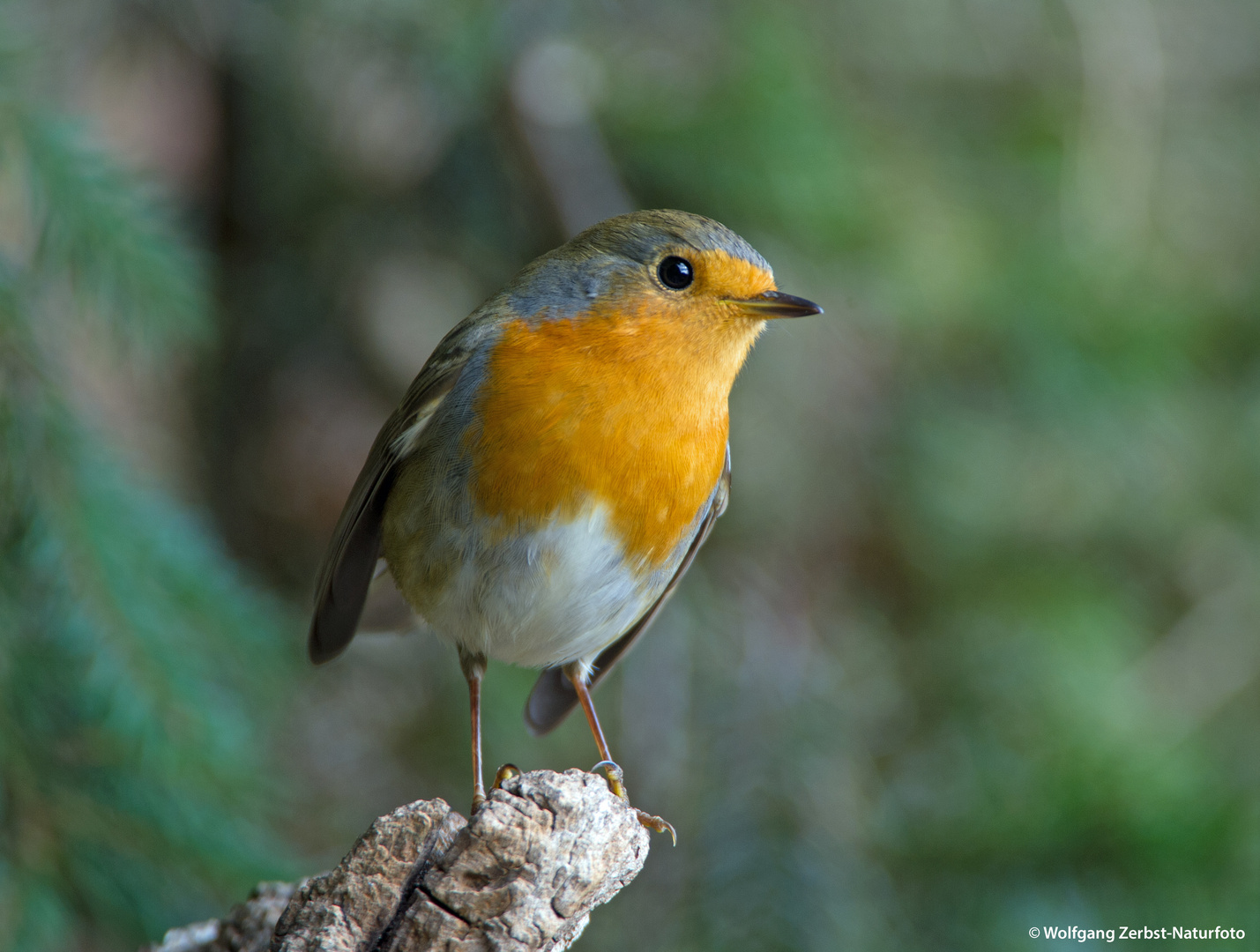 --- Rotkehlchen ---   ( Erithhacus rubecula )