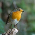 --- Rotkehlchen ---   ( Erithhacus rubecula )