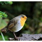 ---- Rotkehlchen ---- ( Erizhacus rubecula )