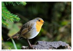 ---- Rotkehlchen ---- ( Erizhacus rubecula )