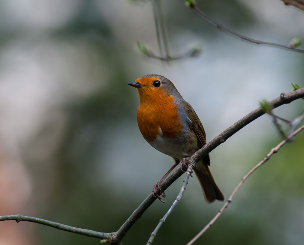 Rotkehlchen, Ertihacus rubeclula II