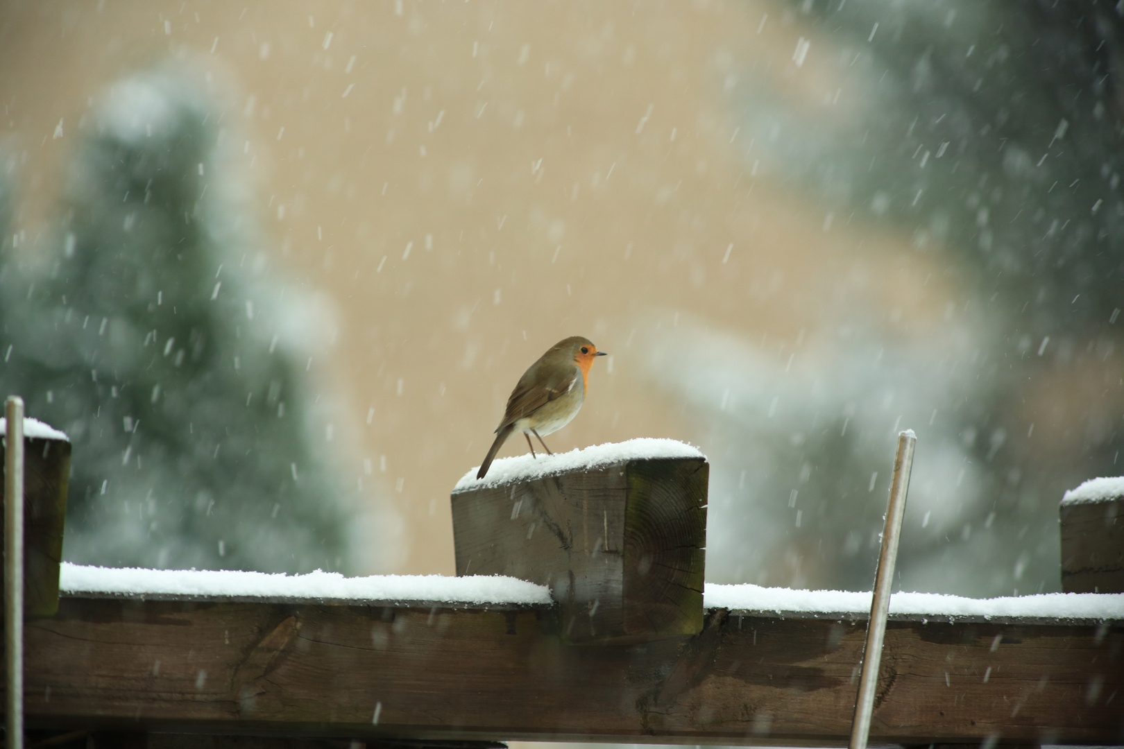 Rotkehlchen ..... es ist so kalt der Winter