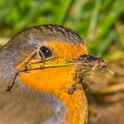 Rotkehlchen es wird Zeit zum nestbau