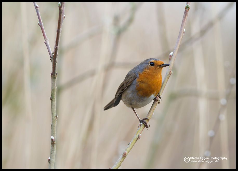 Rotkehlchen (European Robin)