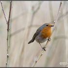 Rotkehlchen (European Robin)