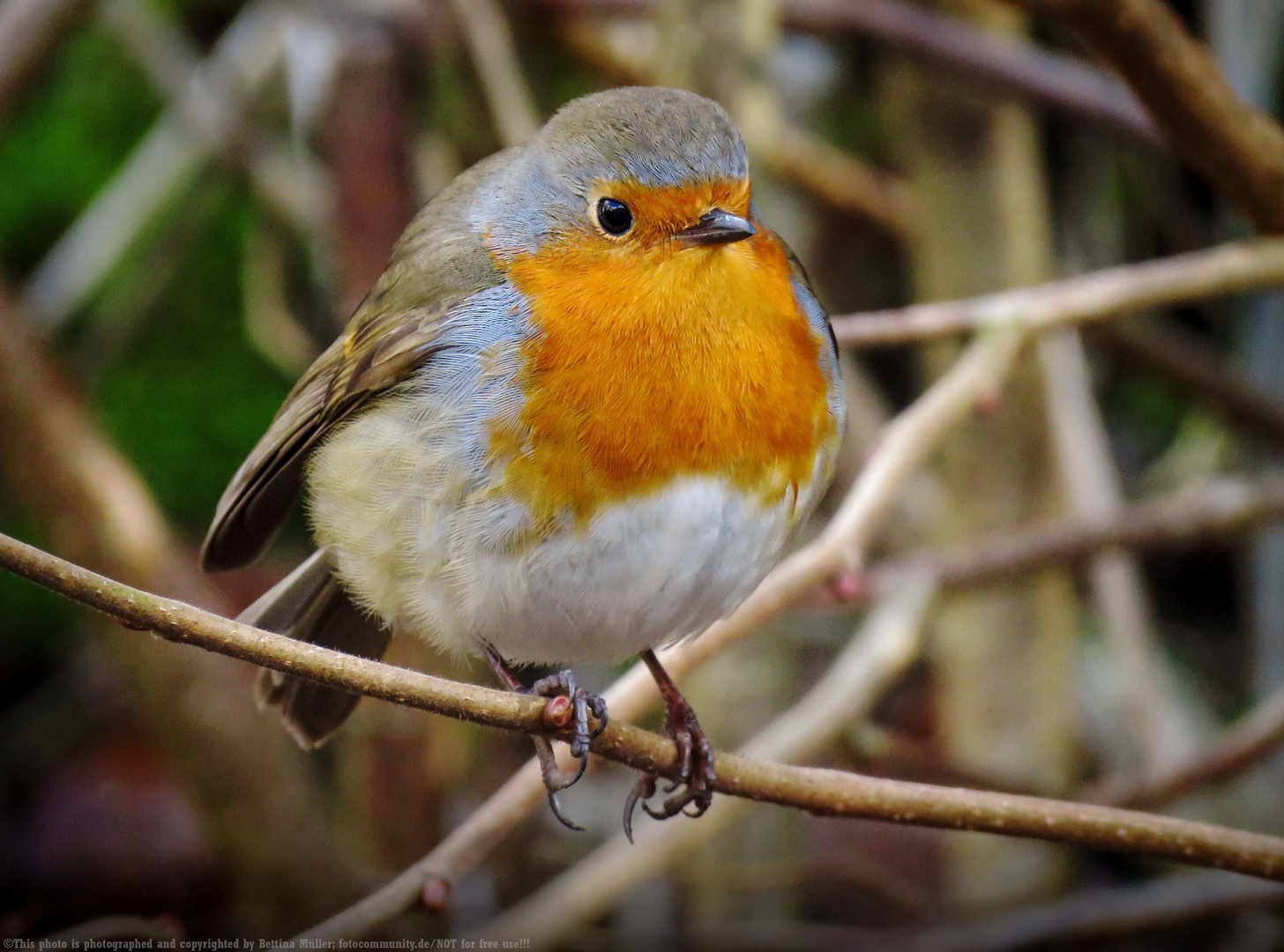 Rotkehlchen (European Robin) - Erithacus rubecula