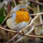 Rotkehlchen (European Robin) - Erithacus rubecula