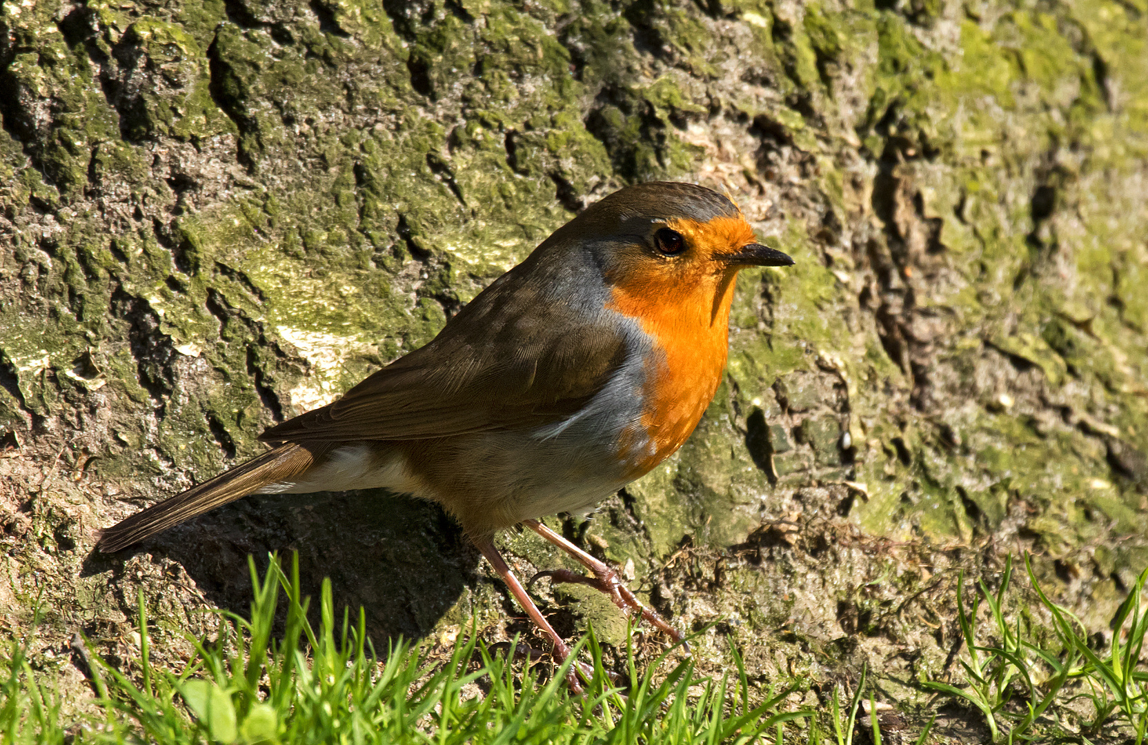 Rotkehlchen 