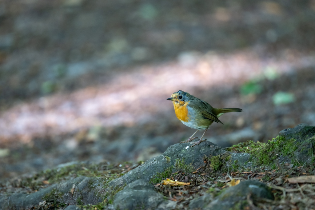 Rotkehlchen