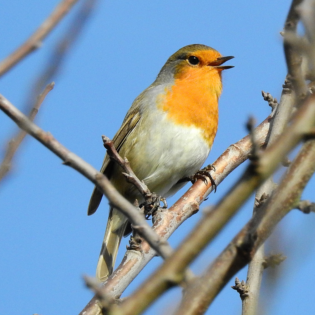 Rotkehlchen Foto & Bild fotos, natur, vogel Bilder auf