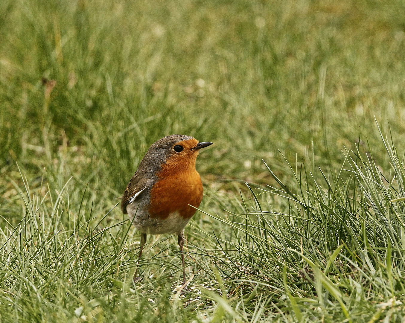 Rotkehlchen