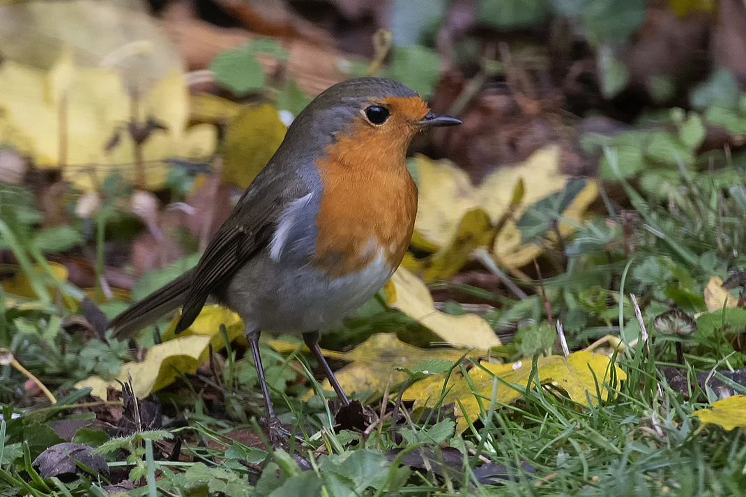 Rotkehlchen