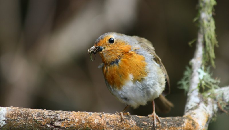 Rotkehlchen