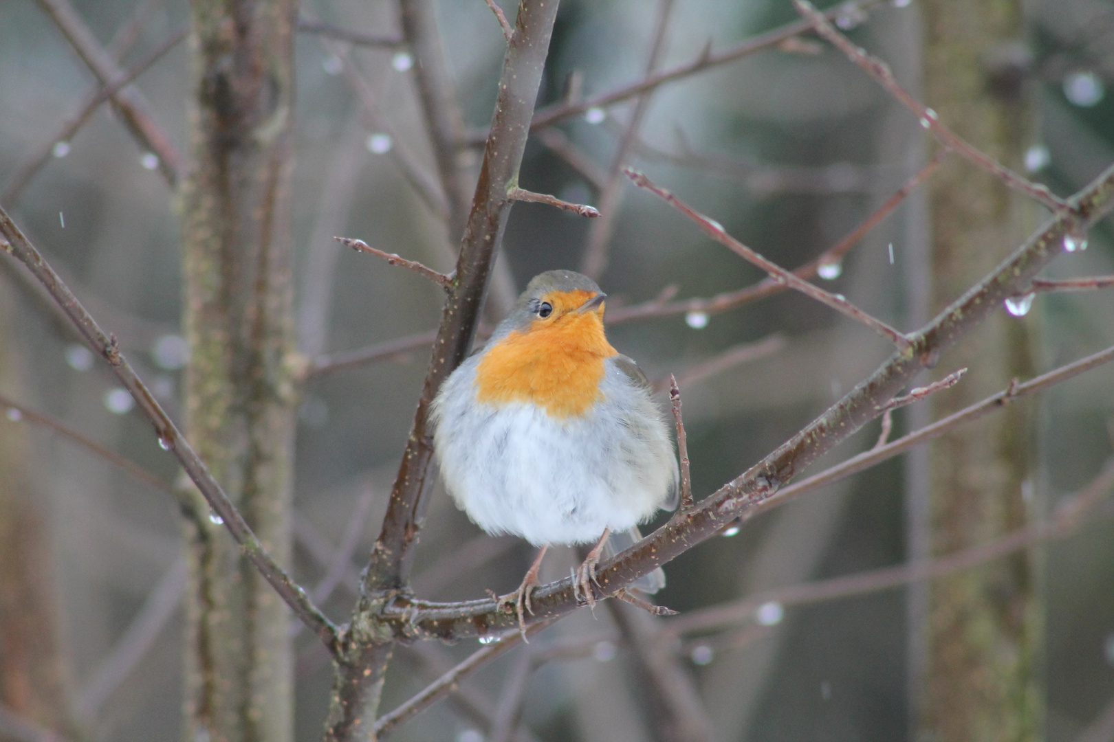 Rotkehlchen Februar 2013