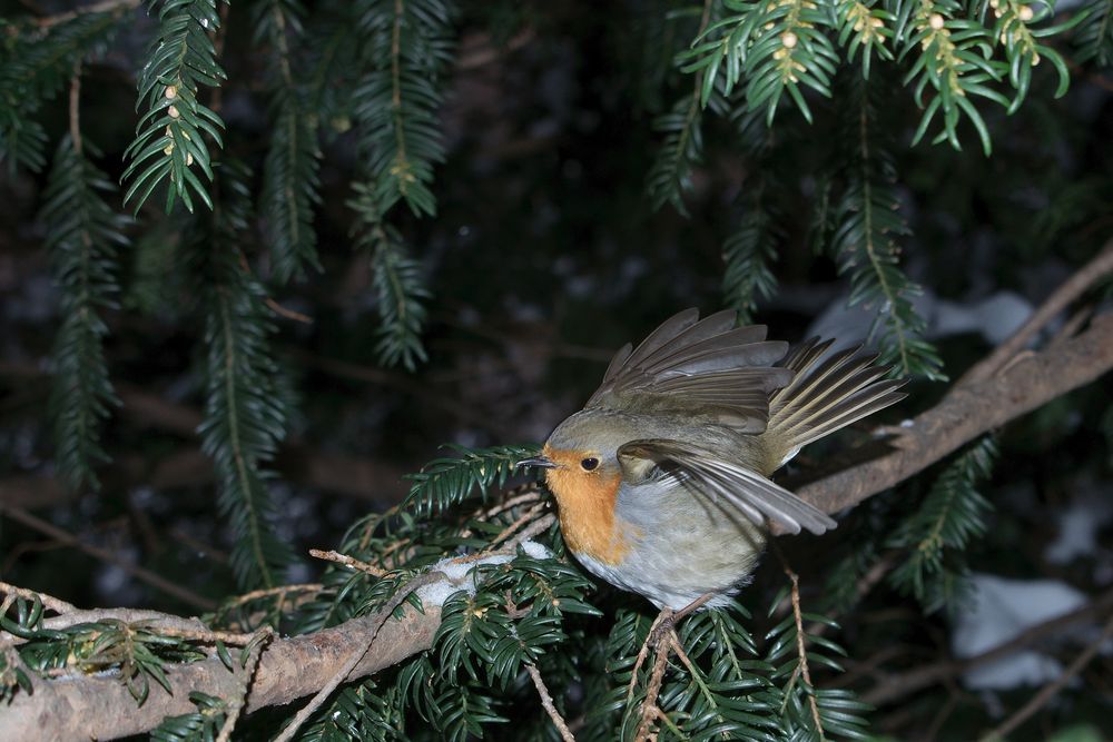 Rotkehlchen fliegt auf