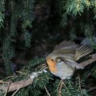 Rotkehlchen fliegt auf