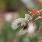 Rotkehlchen Flug im Regen ii