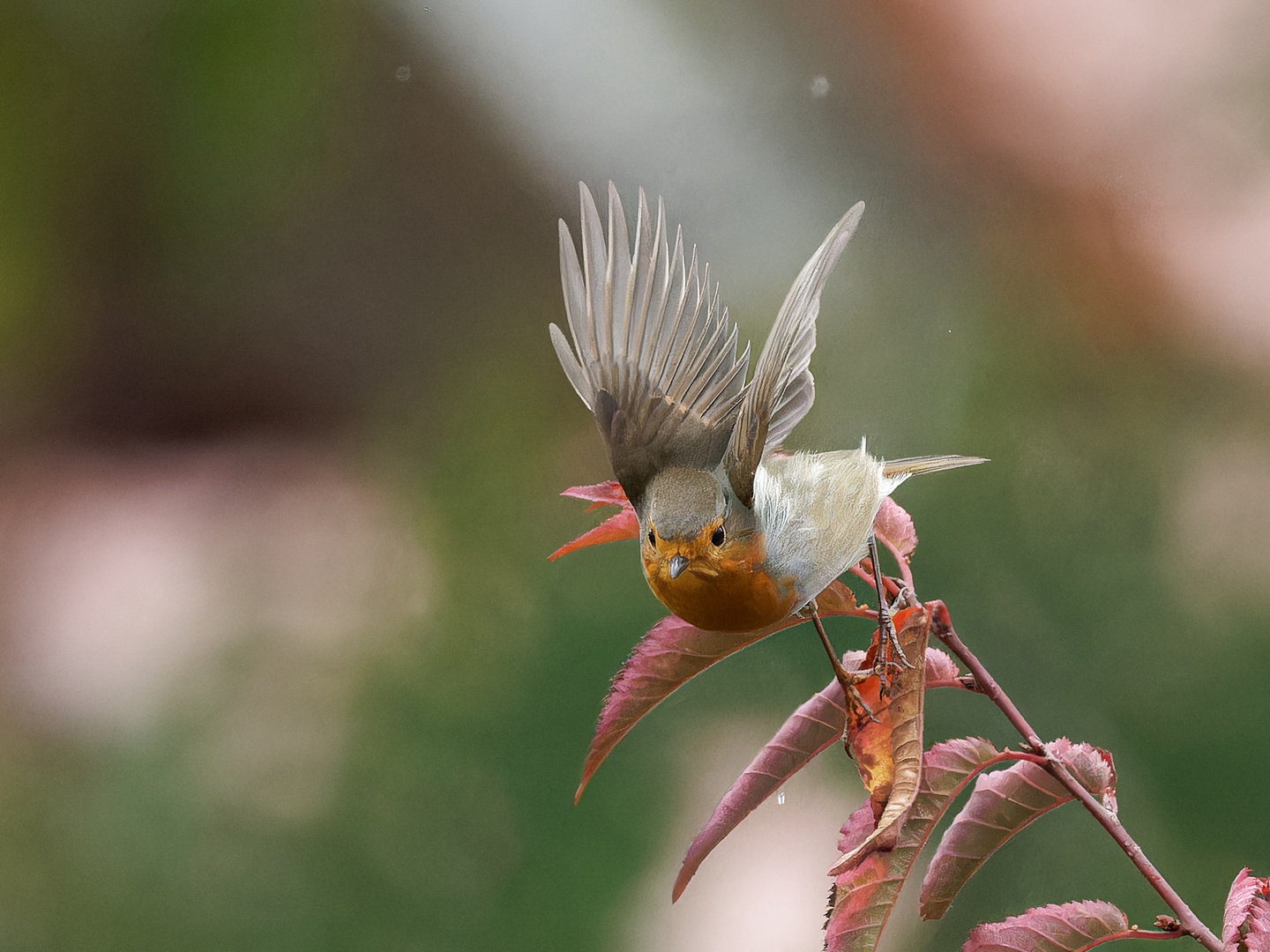 Rotkehlchen Flug im Regen iii