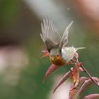 Rotkehlchen Flug im Regen iii