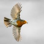 Rotkehlchen - Flugbild in Farbe