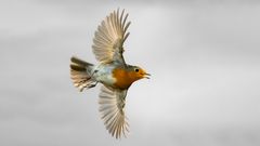 Rotkehlchen - Flugbild in Farbe