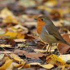 Rotkehlchen: Frei unterwegs im Wildpark – Gehege