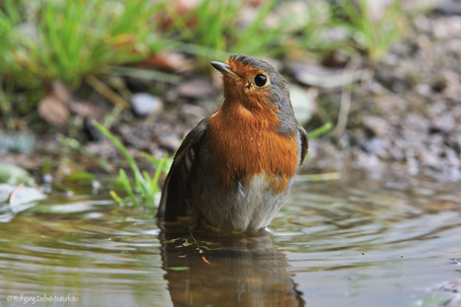 ---Rotkehlchen frisch gebadet --- ( Eeithacus rubecula )