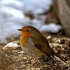 Rotkehlchen - frisch gewählt als Vogel des Jahres