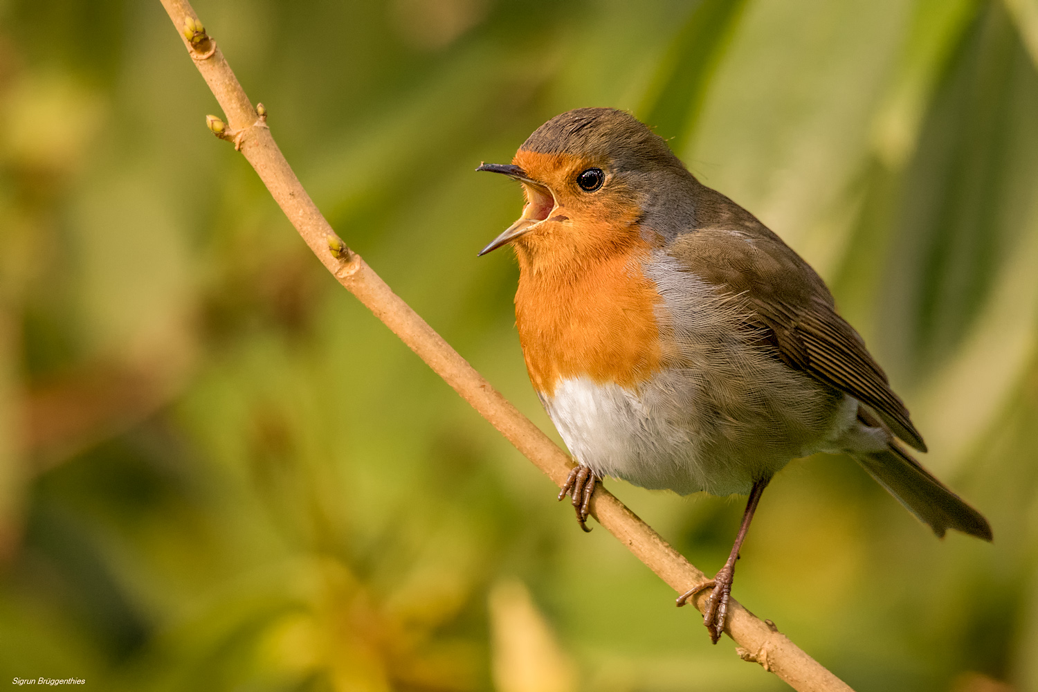 Rotkehlchen Frühling im Anmarsch??? Foto & Bild tiere, wildlife