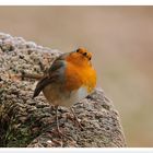 - Rotkehlchen ganz neugierig - ( Erithacus rubecula )