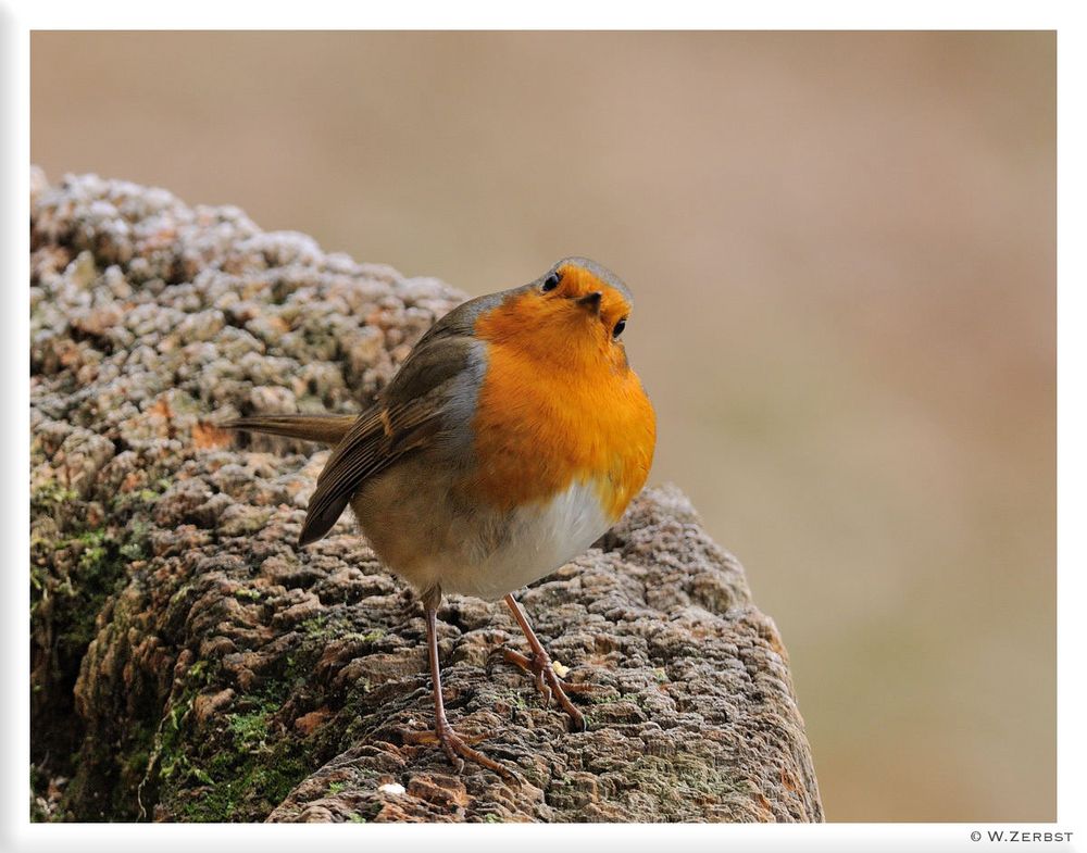 - Rotkehlchen ganz neugierig - ( Erithacus rubecula )